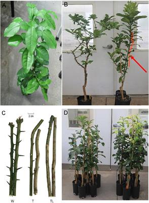 Selection and Evaluation of a Thornless and HLB-Tolerant Bud-Sport of Pummelo Citrus With an Emphasis on Molecular Mechanisms